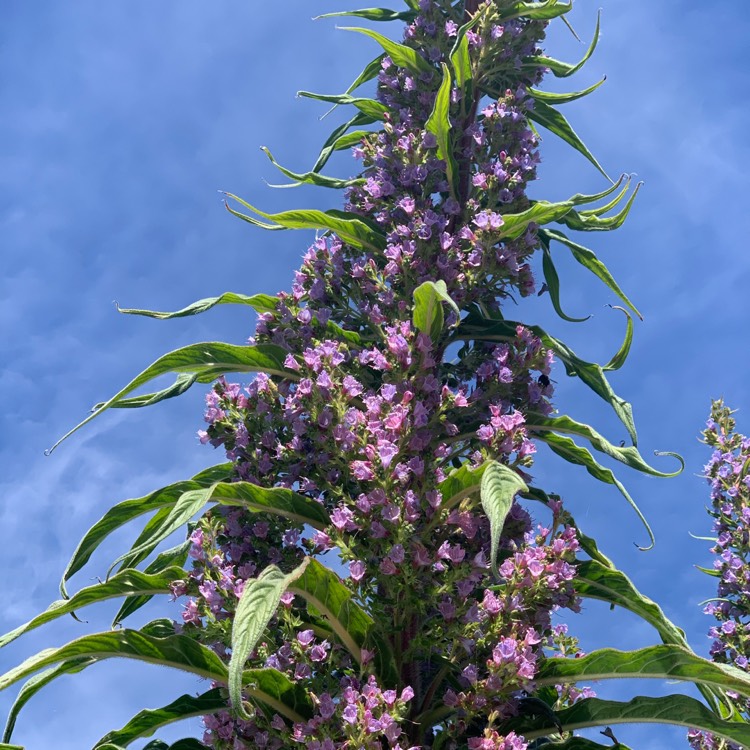 Plant image Echium pininana syn. Echium pinnifolium
