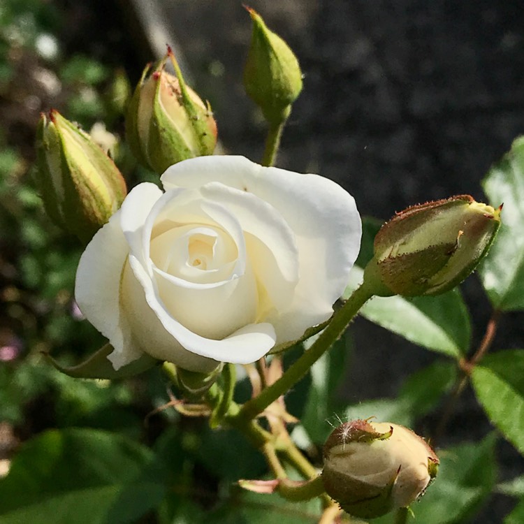 Plant image Rosa 'Korbin' syn. Rosa 'Iceberg', Rosa 'Fee des Neiges', Rosa 'Schneewittchen'
