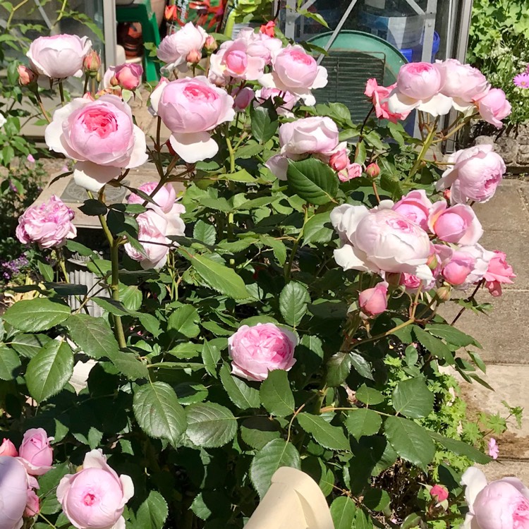geoff hamilton rose bush geoff hamilton rose bush