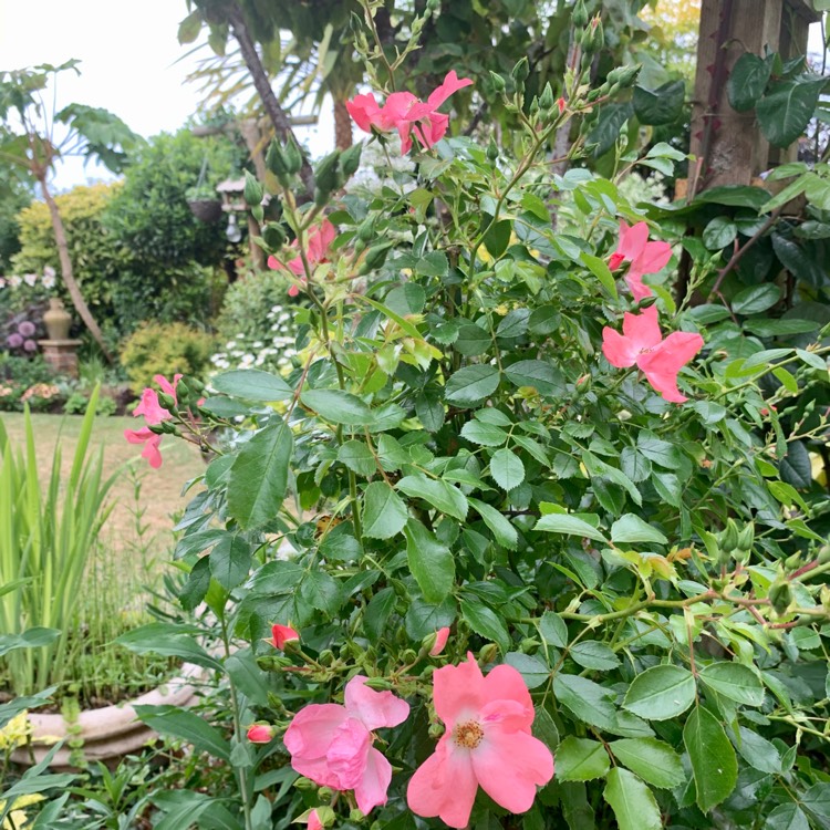 Plant image Rosa 'Flower Carpet'