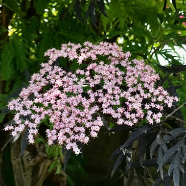 Sambucus nigra f. porphyrophylla 'Eva' syn. Sambucus nigra f. porphyrophylla 'Black Lace', Sambucus nigra 'Black Lace'