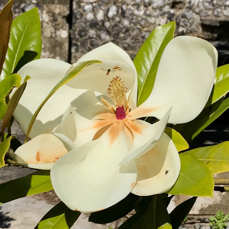 Plant image Magnolia grandiflora