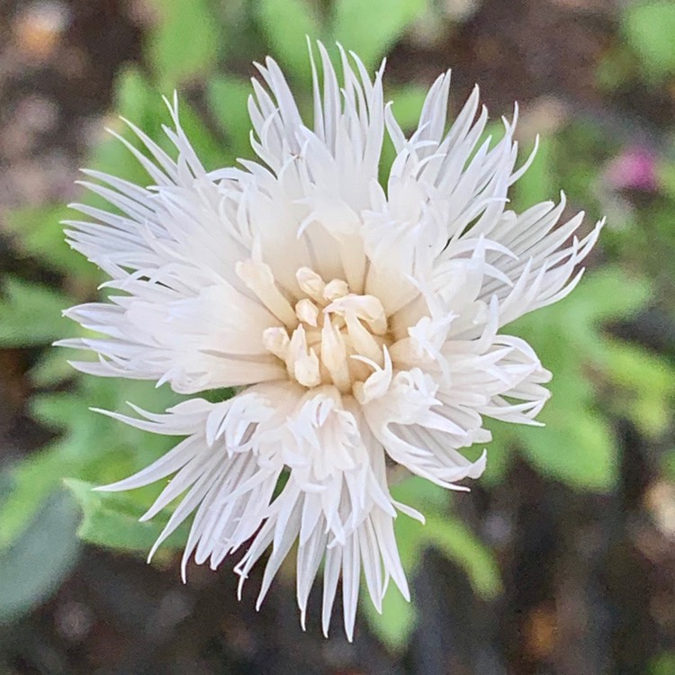 Plant image Centaurea Cyanus