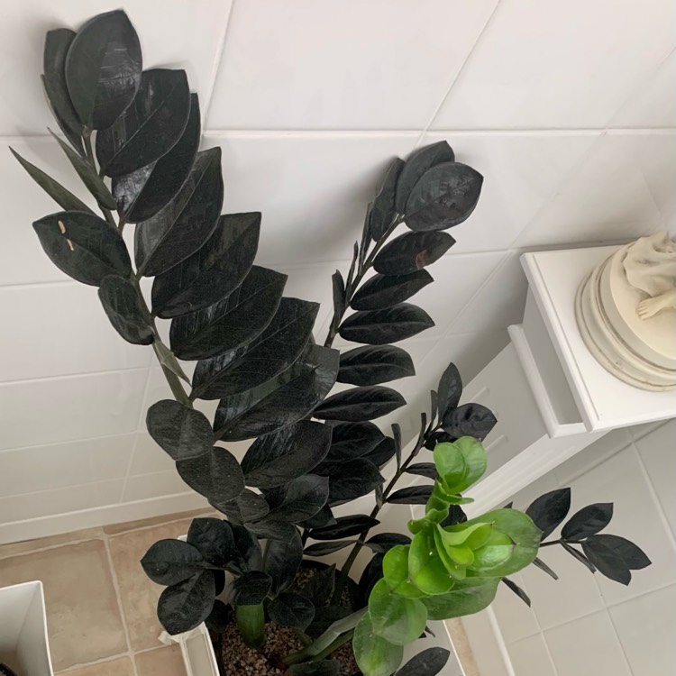 Plant image Zamioculcas zamiifolia 'Raven'