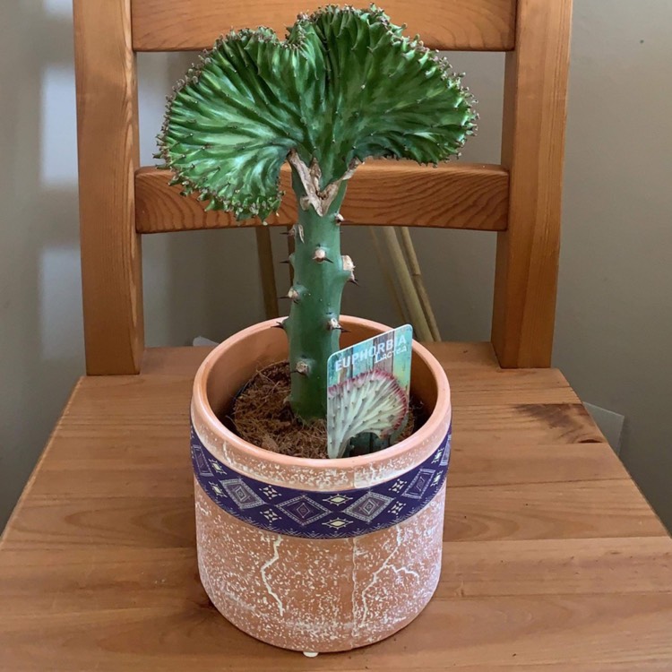 Plant image Euphorbia lactea f. cristata