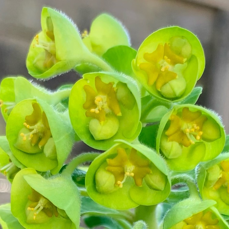 Plant image Euphorbia characias subsp. wulfenii syn. Euphorbia wulfenii
