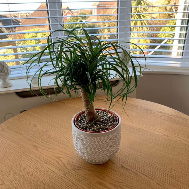 Plant image Beaucarnea recurvata