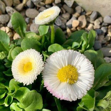 Bellis Perennis