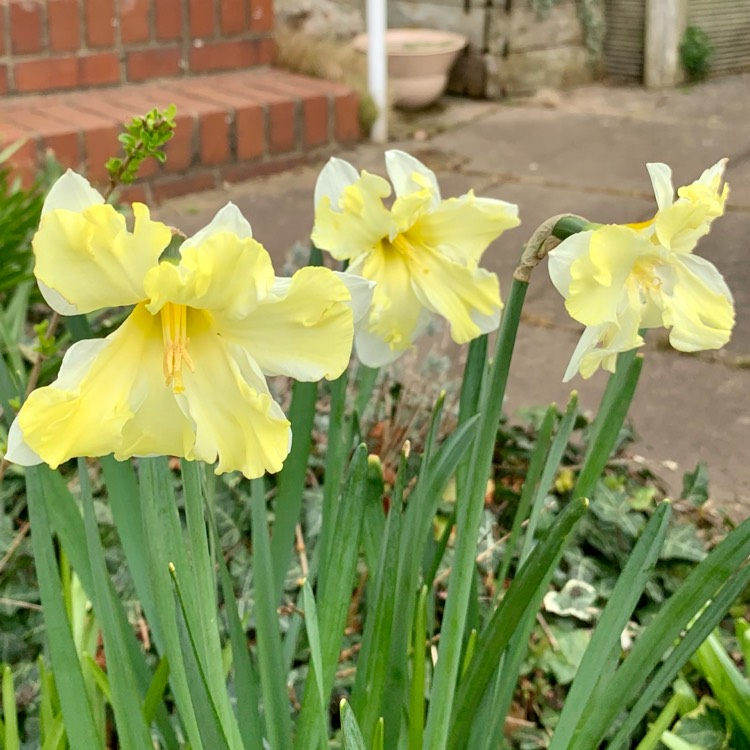 plant image 1453551