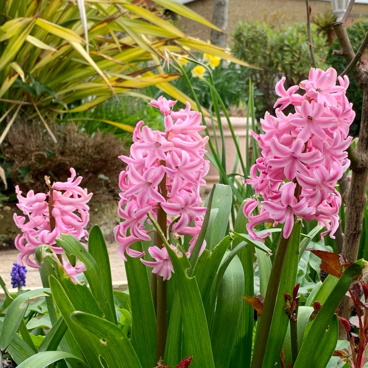 Plant image Hyacinthus orientalis 'Pink Pearl'