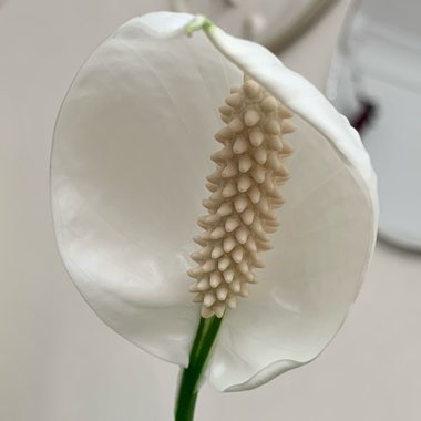 Spathiphyllum wallisii