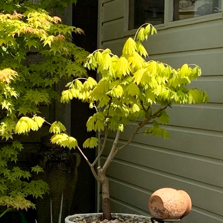 Plant image Acer shirasawanum 'Aureum'
