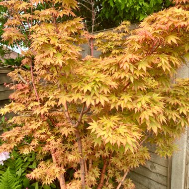 Acer palmatum 'Sango-Kaku'