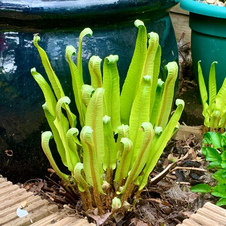 Plant image Asplenium Australasicum