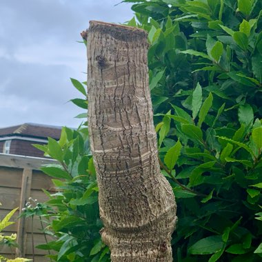 Tetrapanax papyrifera 'Rex'