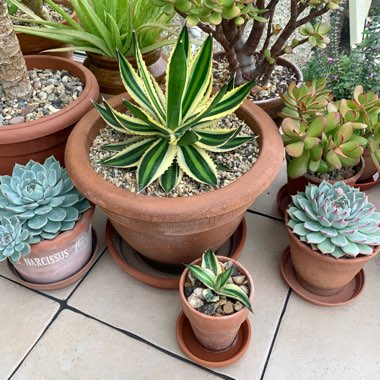 Agave lopthana 'Quadricolour'