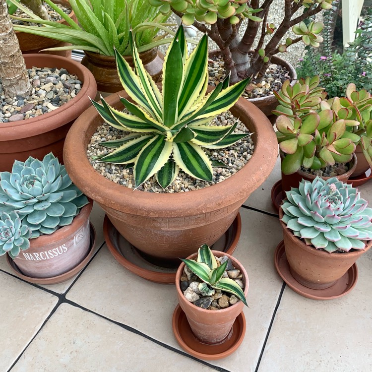Plant image Agave lopthana 'Quadricolour'