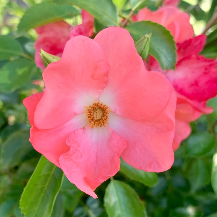 Plant image Rosa 'Flower Carpet Pink'