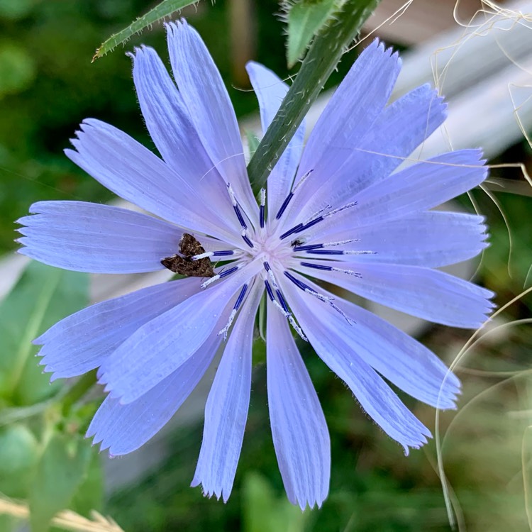 Plant image Cichorium intybus