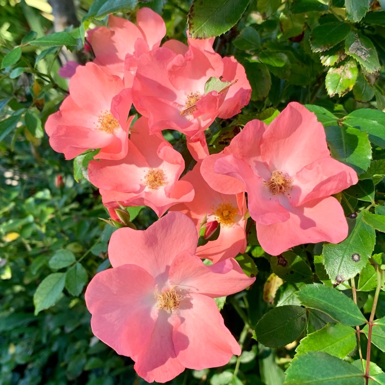 Plant image Rosa 'Flower Carpet Pink'