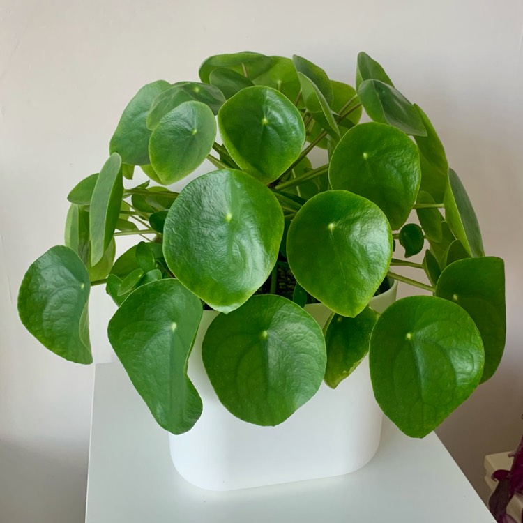 Plant image Pilea peperomioides