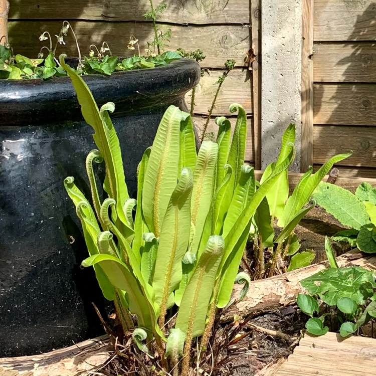 Plant image Asplenium scolopendrium