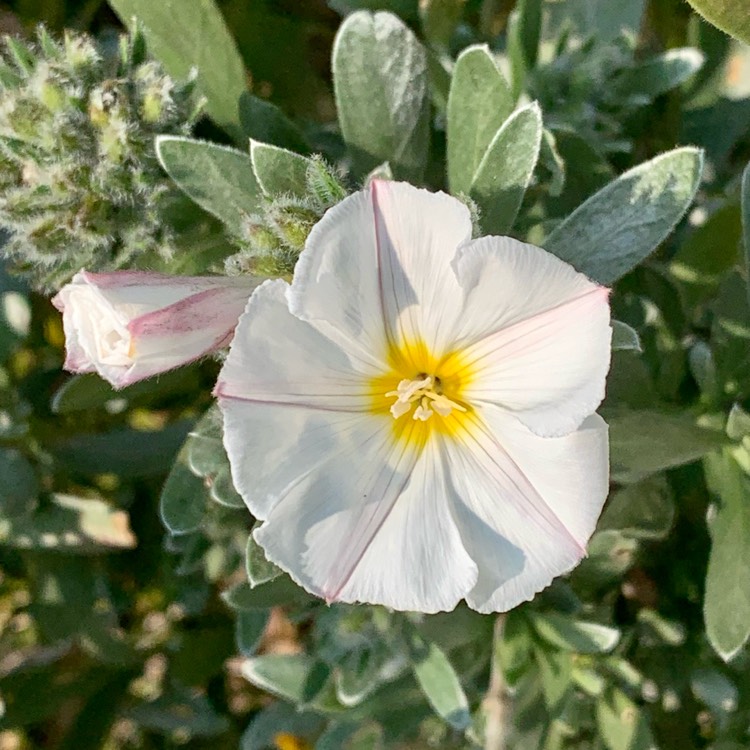 Plant image Convolvulus cneorum