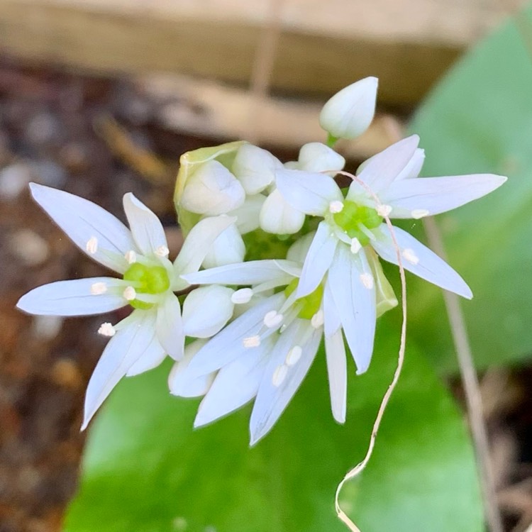 Plant image Allium ursinum
