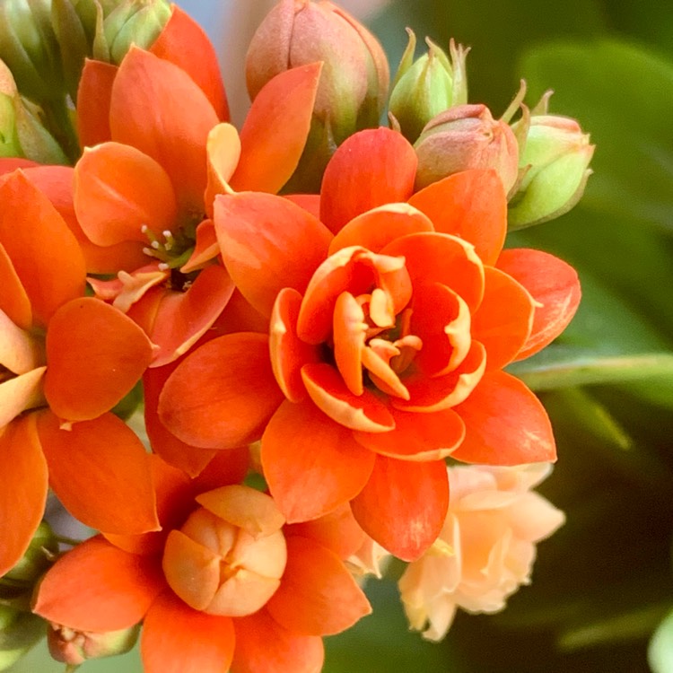 Plant image Kalanchoe