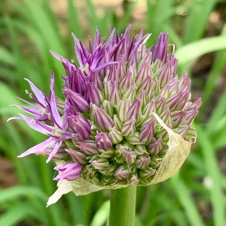 plant image 1581963 plant image 1581963