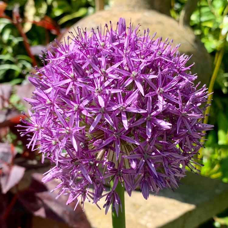 plant image 1589095 plant image 1589095
