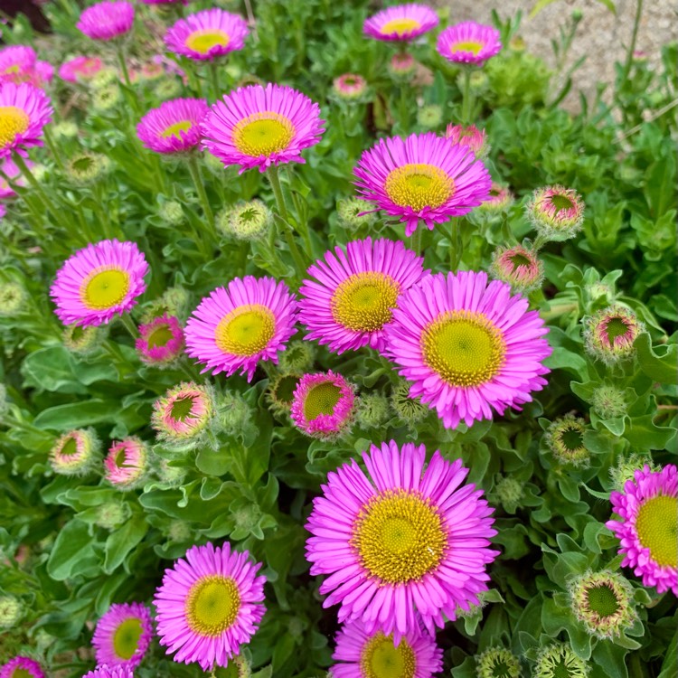 Plant image Erigeron glaucus 'Sea Breeze'