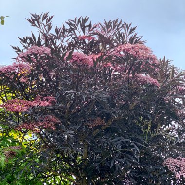 Sambucus nigra f. porphyrophylla 'Eva' syn. Sambucus nigra f. porphyrophylla 'Black Lace', Sambucus nigra 'Black Lace'