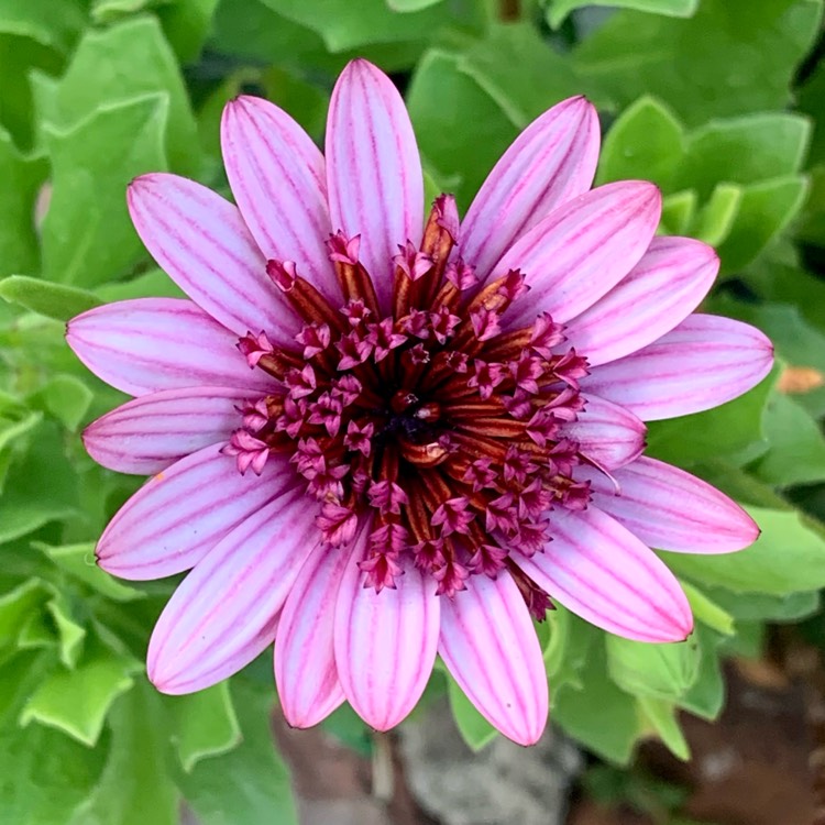 Plant image Osteospermum '3D Pink'