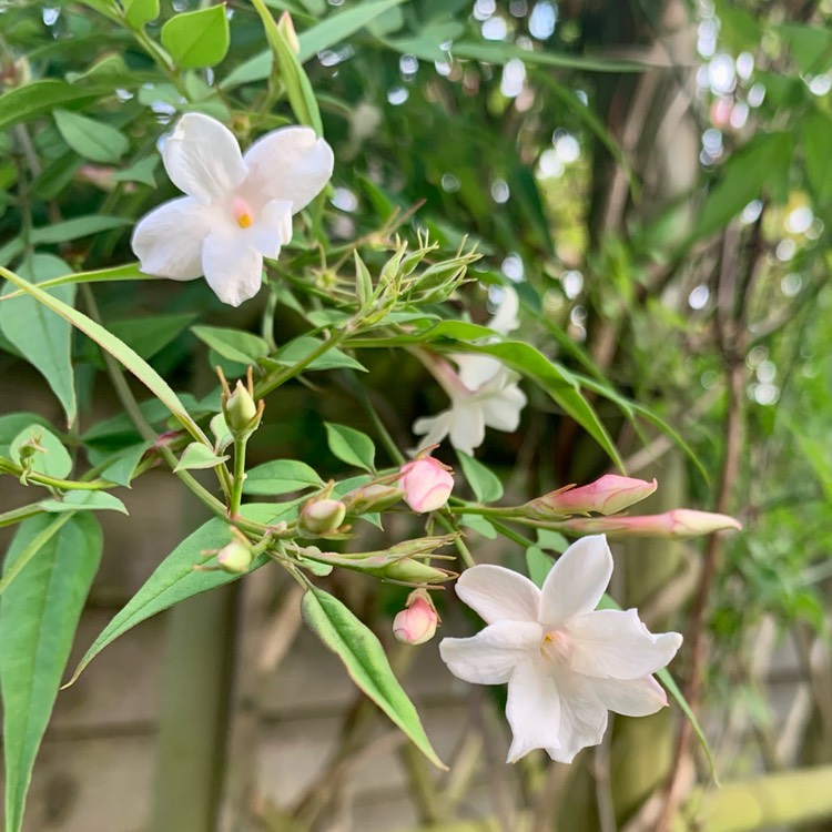 Plant image Jasminum officinale