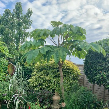 Tetrapanax papyrifera 'Rex'