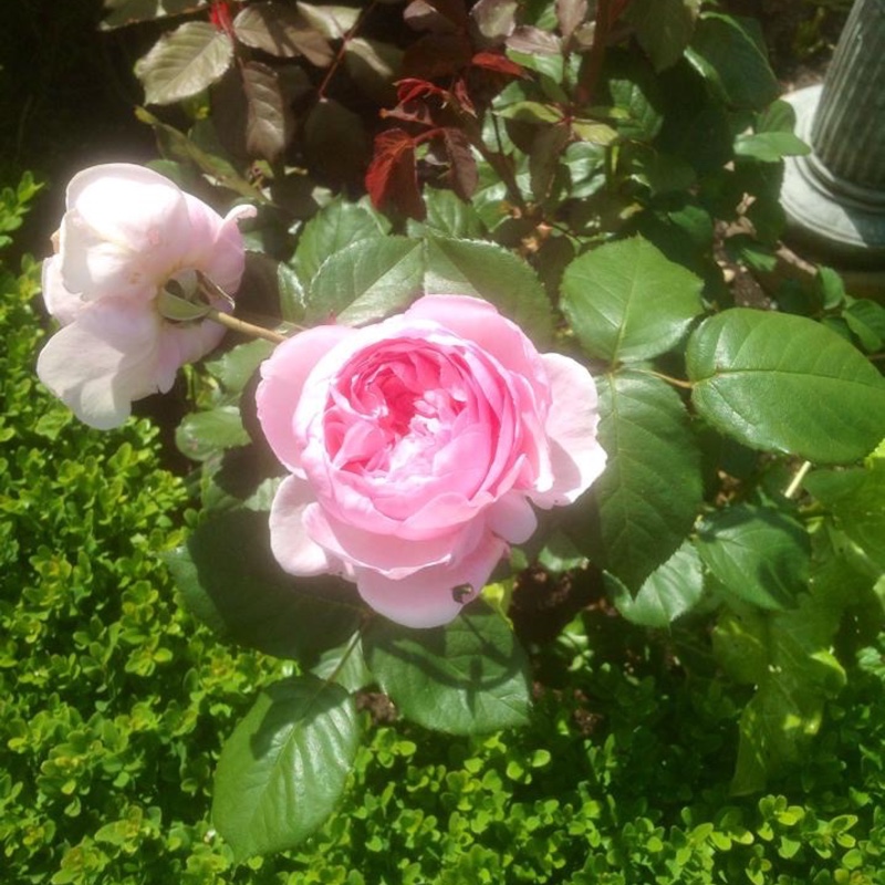 geoff hamilton rose bush geoff hamilton rose bush