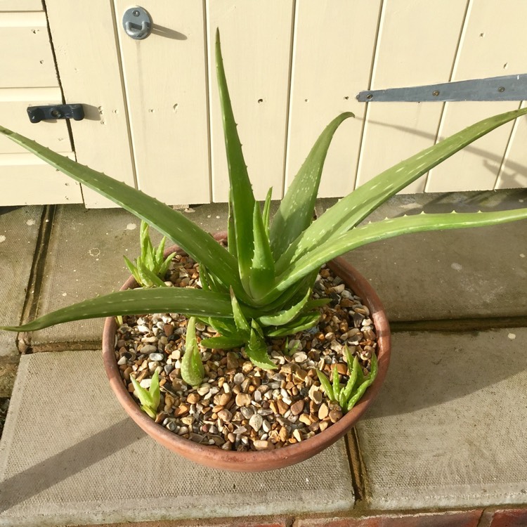plant image 323933