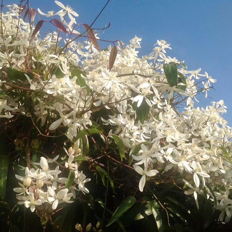 Plant image Clematis armandii 'Enham Star'