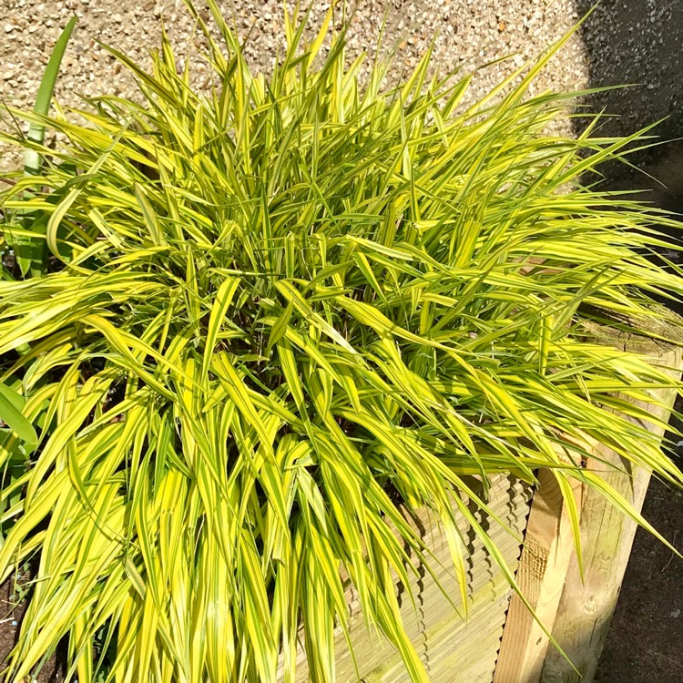 Plant image Hakonechloa macra 'Aureola'