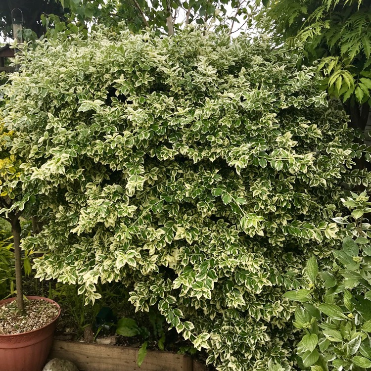 Plant image Euonymus fortunei 'Silver Queen'