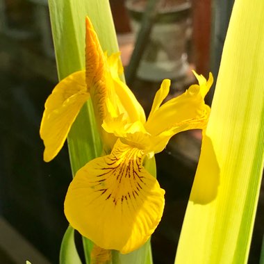 Iris Pseudacorus 'Marginatus'