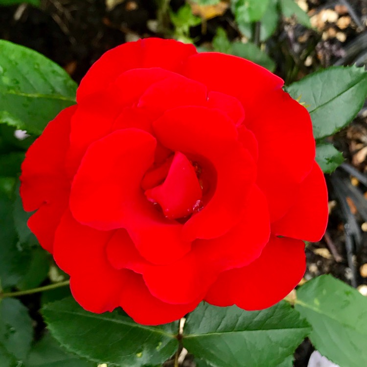 Plant image Rosa 'Raspberry Royale'