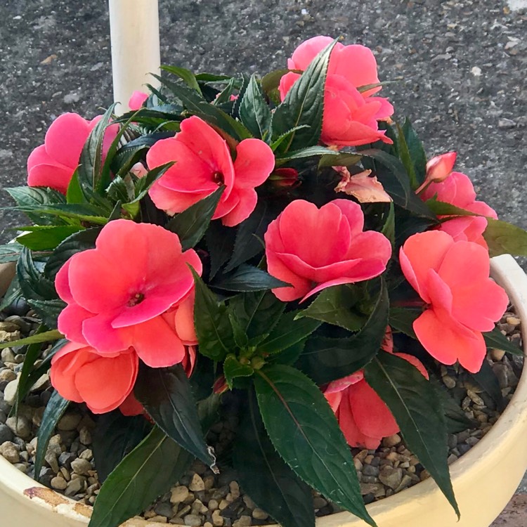 Plant image Impatiens hawkerii