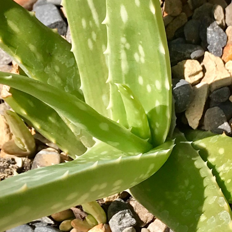 plant image 786077