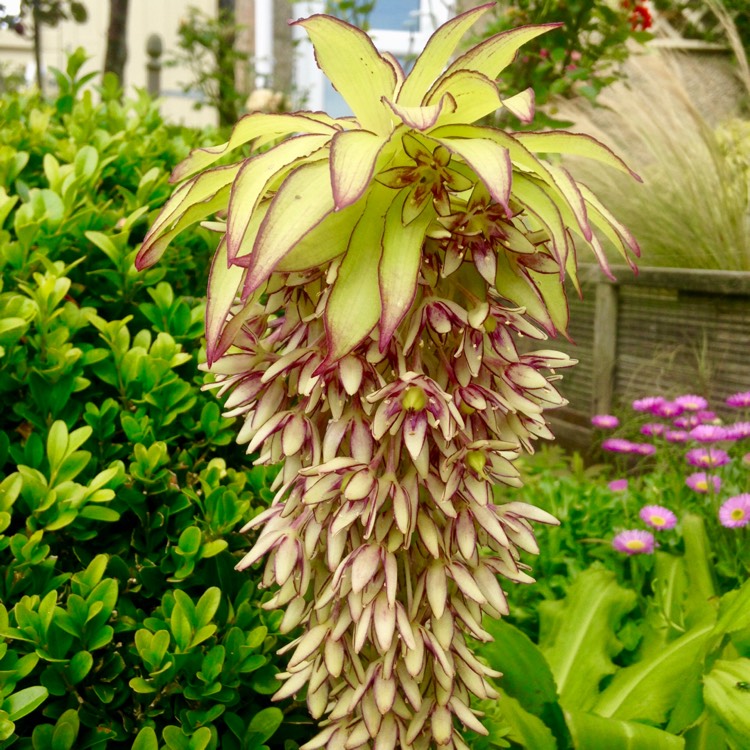 Plant image Eucomis bicolor