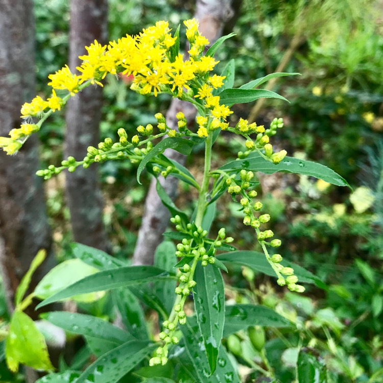 Plant image Solidago