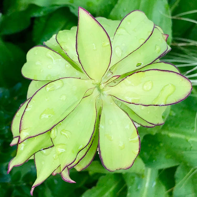 plant image 820539 plant image 820539