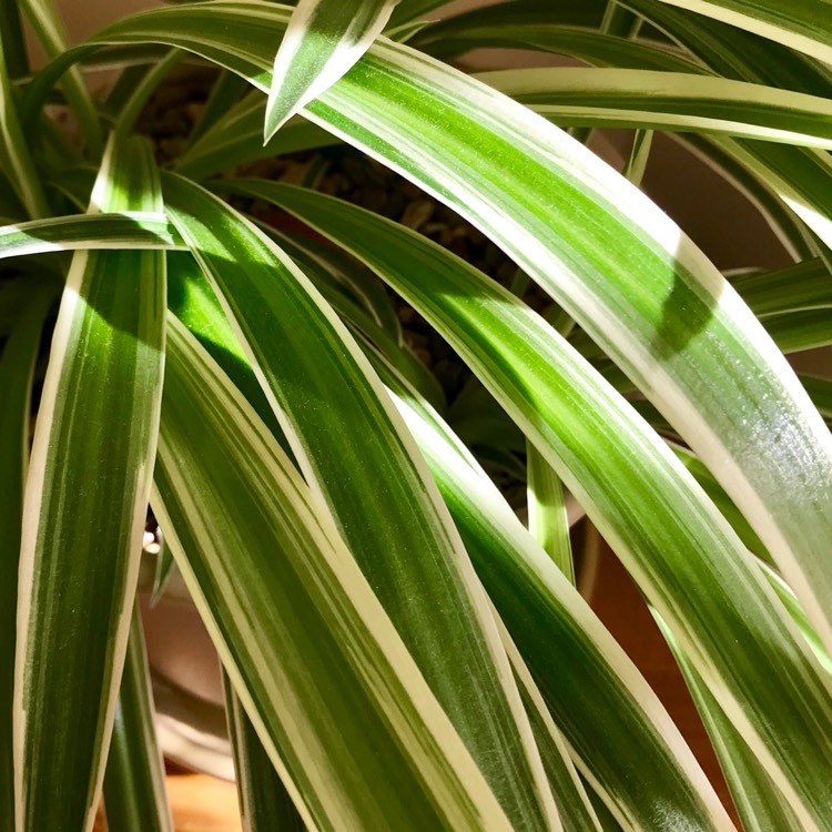 Plant image Chlorophytum comosum 'Picturatum'