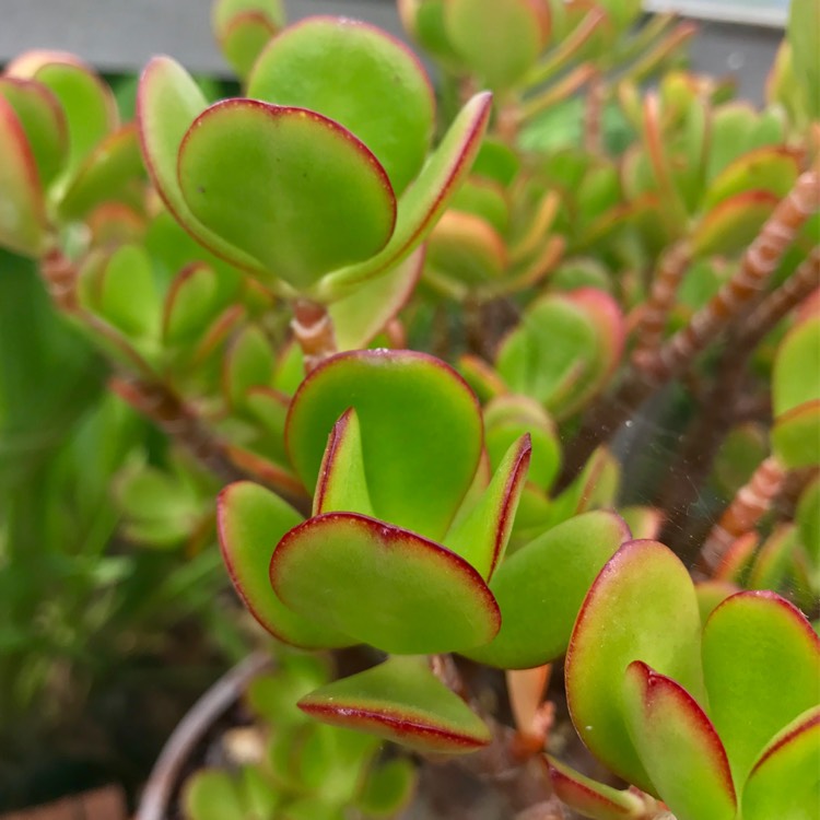 Plant image Crassula portulacea